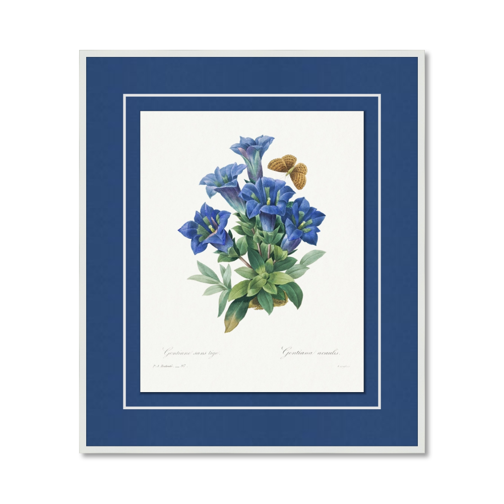 Gentiana Acaulis by Pierre-Joseph Redouté (1759–1840)