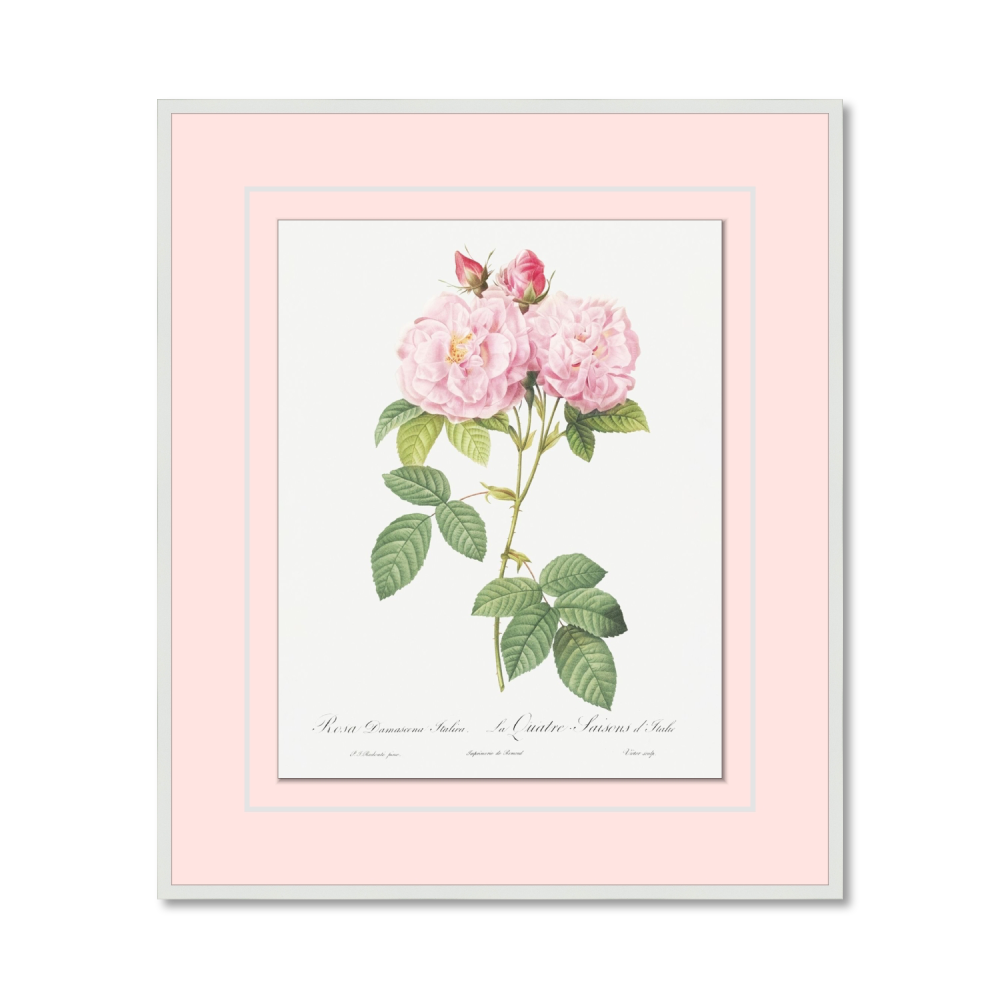 Rosa damascena Italica from Les Roses (1817–1824)