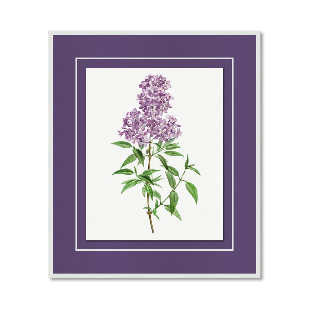 Vintage blooming persian lilac illustration