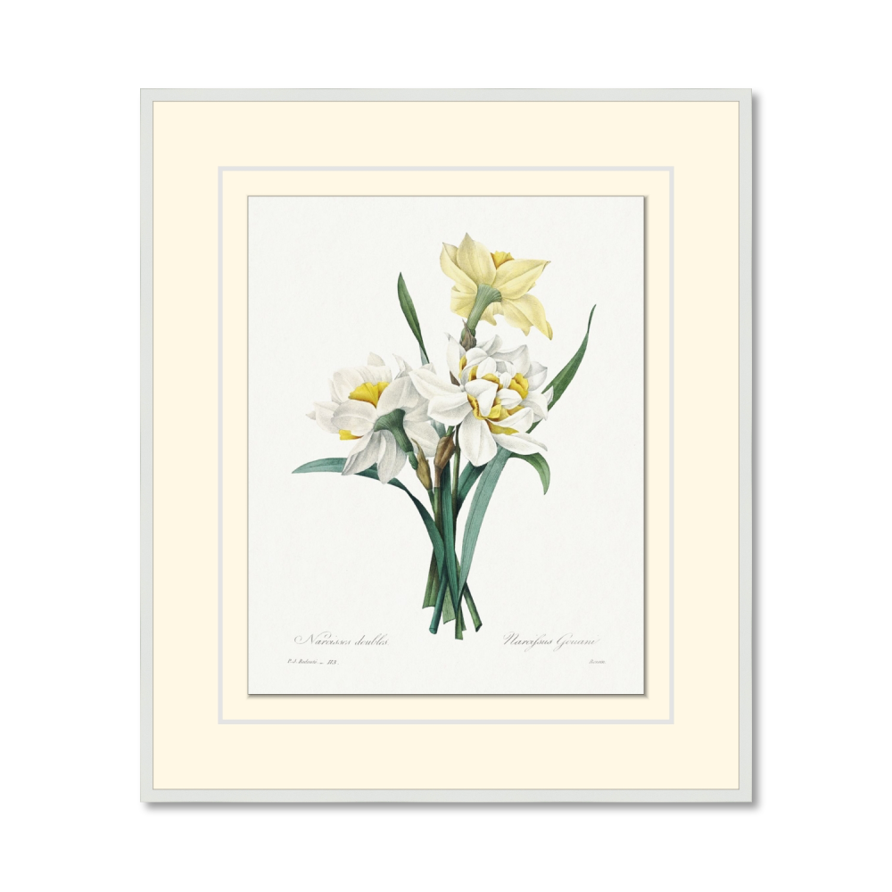 Double Daffodil by Pierre-Joseph Redouté (1759–1840)