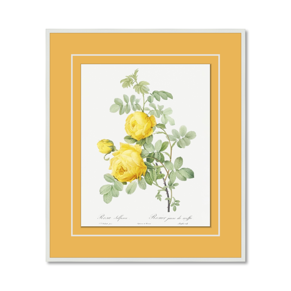 Yellow Rose of Sulfur (Rosa Sulfurea) from Les Roses (1817–1824)