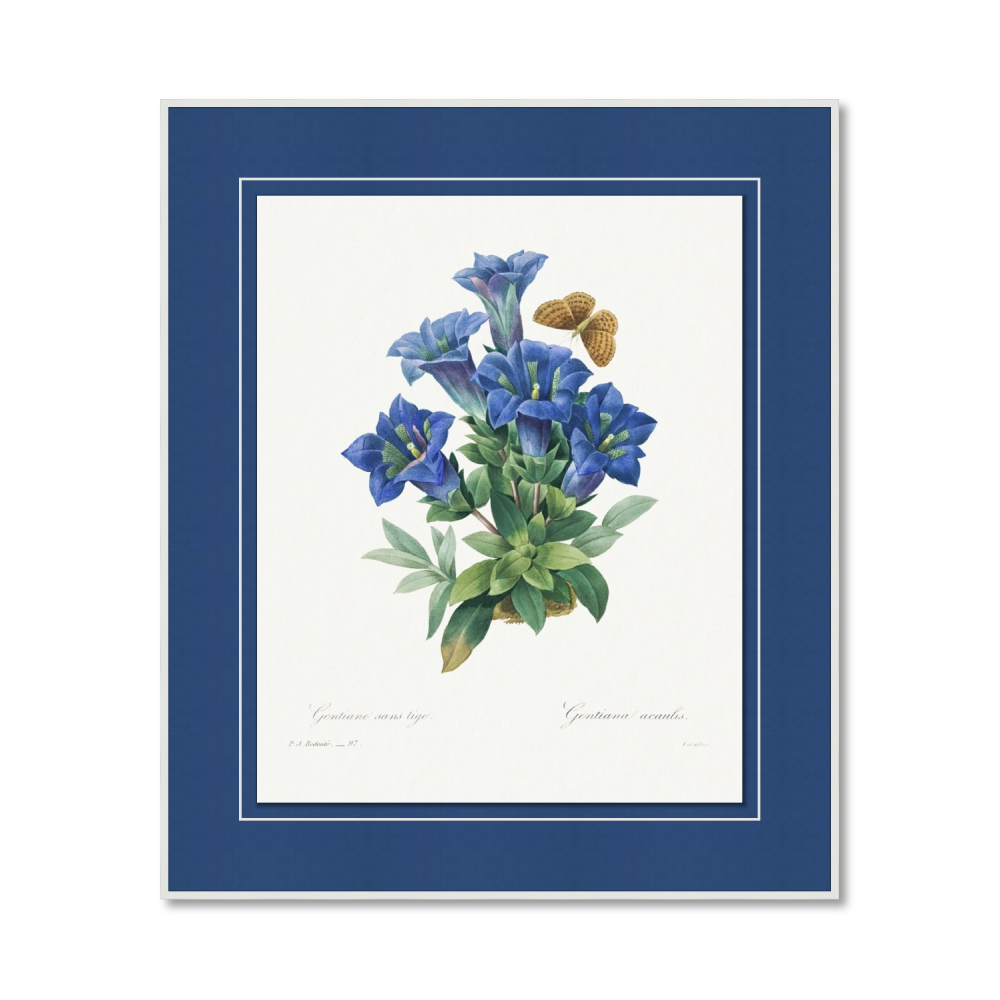 Gentiana Acaulis by Pierre-Joseph Redouté (1759–1840)