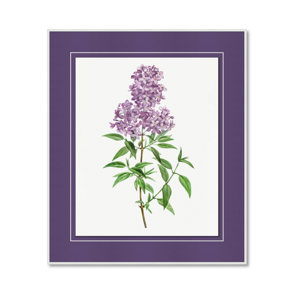 Vintage blooming persian lilac illustration