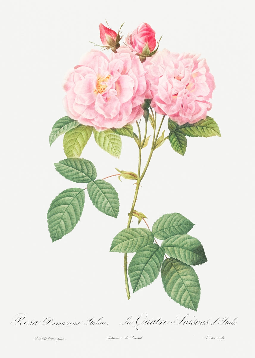 Rosa damascena Italica from Les Roses (1817–1824)