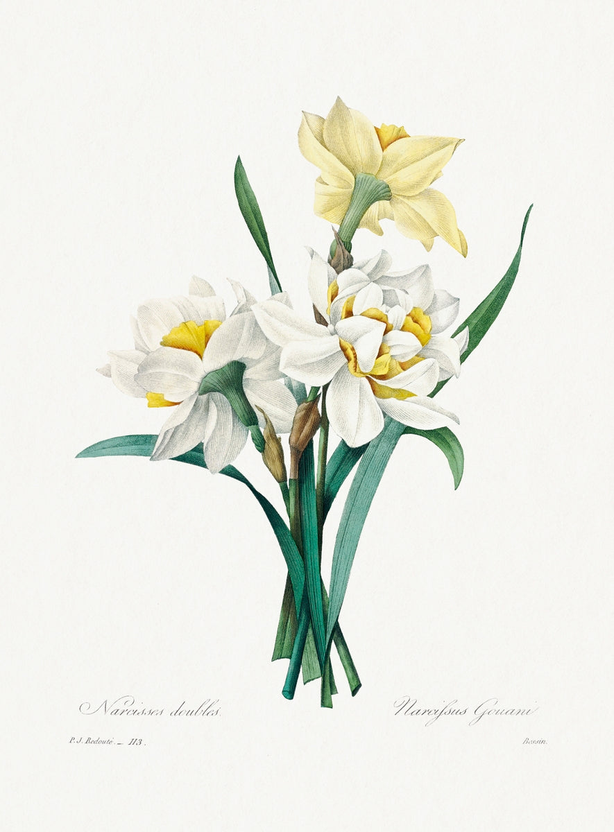 Double Daffodil by Pierre-Joseph Redouté (1759–1840)