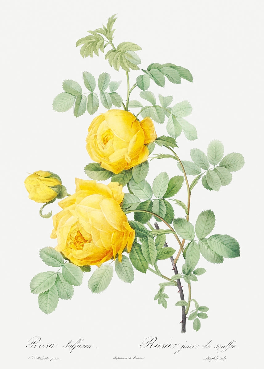Yellow Rose of Sulfur (Rosa Sulfurea) from Les Roses (1817–1824)