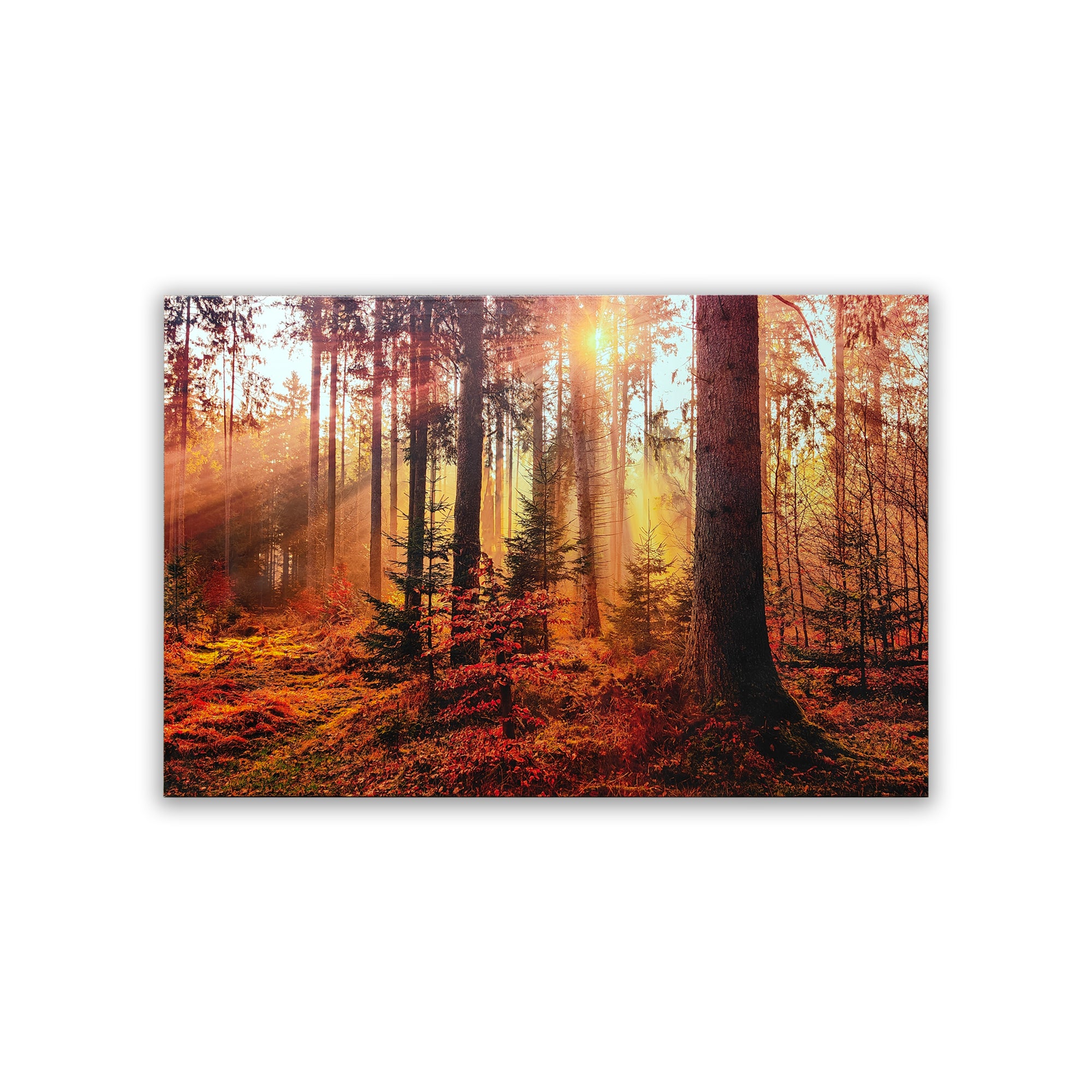 An Autumn Forest Landscape