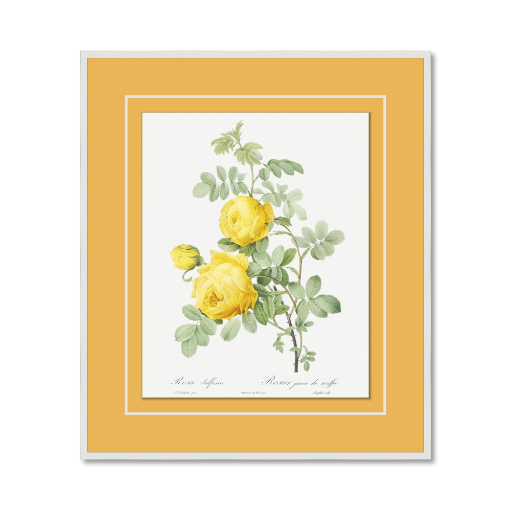 Rose jaune de soufre (Rosa Sulfurea) des Roses (1817–1824)