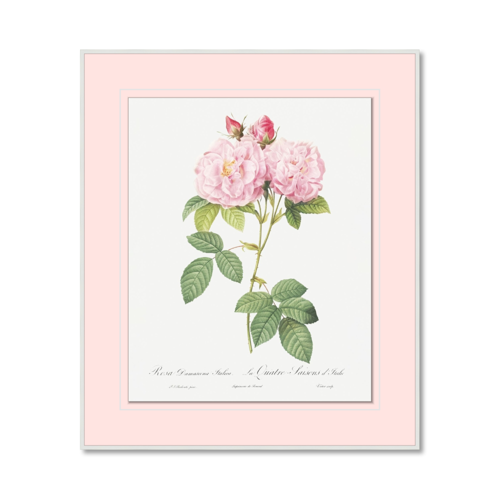 Rosa damascena Italica aus Les Roses (1817–1824)
