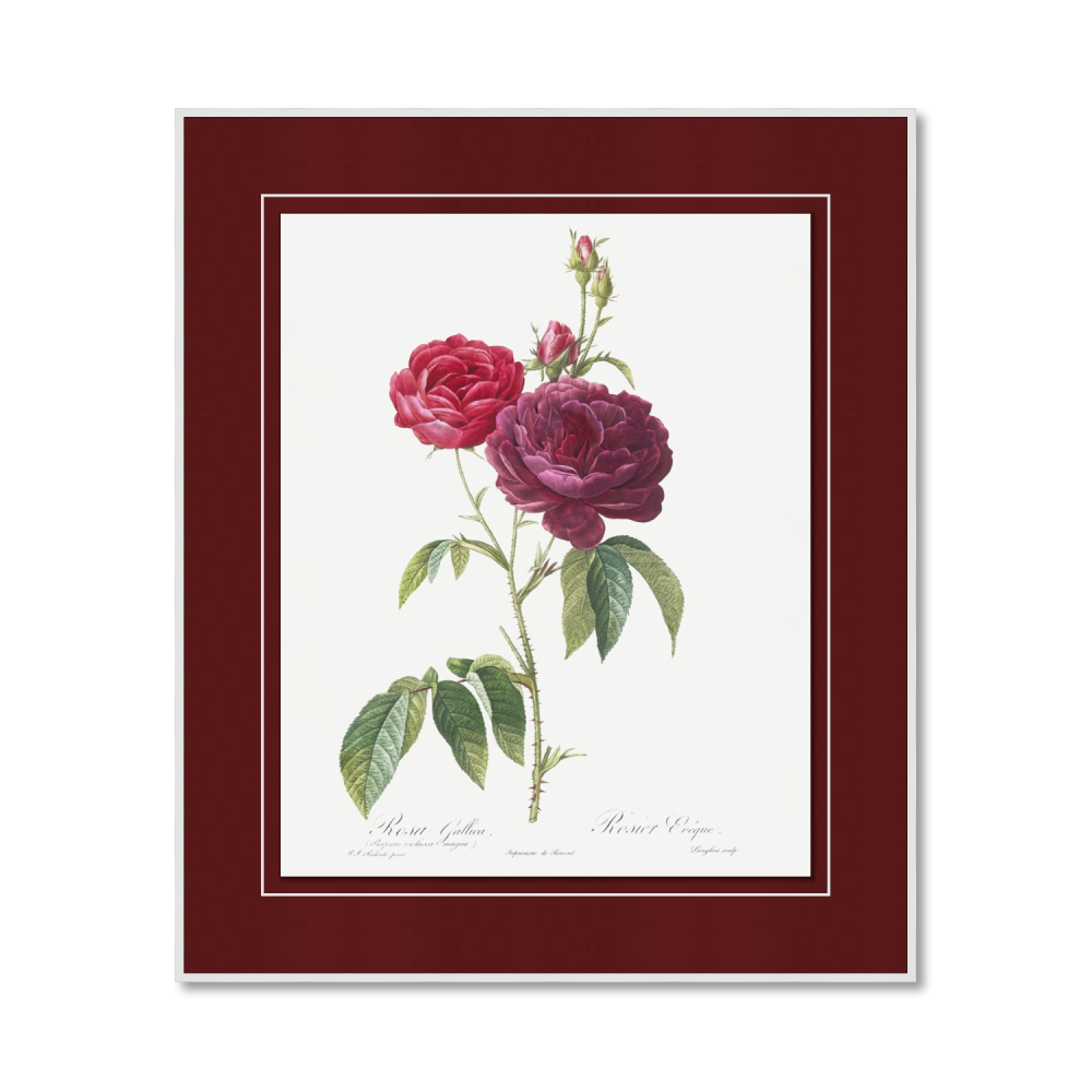 Rosa gallica purpuro-violacea magna from Les Roses (1817–1824)