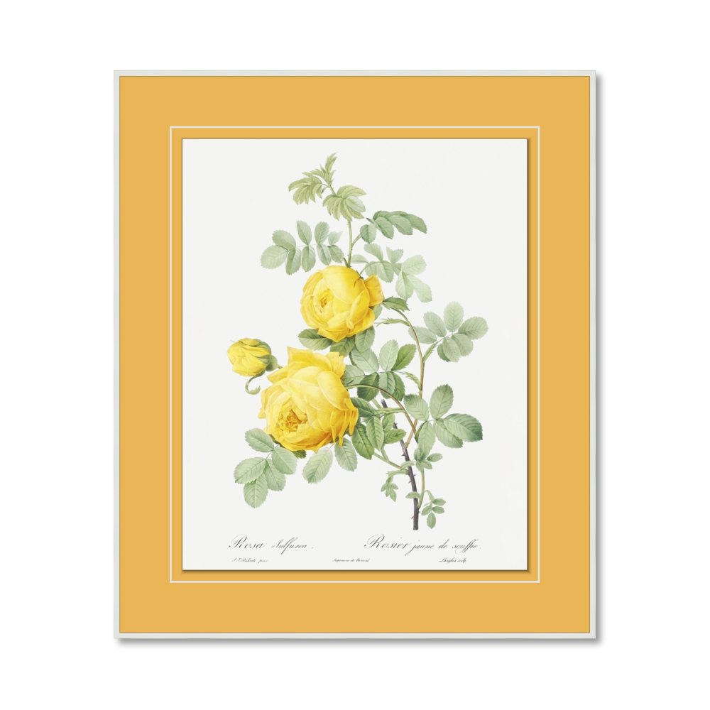 Rose jaune de soufre (Rosa Sulfurea) des Roses (1817–1824)