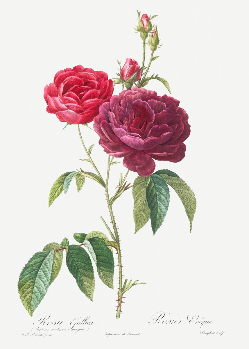 Rosa gallica purpuro-violacea magna des Roses (1817–1824)